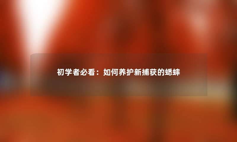 初学者必看：如何养护新捕获的蟋蟀