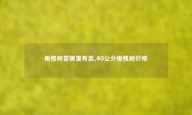 橄榄树苗哪里有卖,40公分橄榄树价格