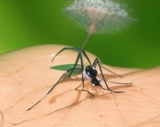 实用的家里防蚊虫方法小妙招